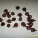 호두나무집 이미지