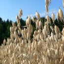 귀리의 효능과 부작용~! 이미지