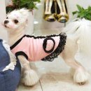 오드리 독 이미지