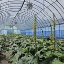 남원종자 이미지