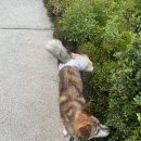 호성자전거 | [캐나다 워킹홀리데이 in 밴쿠버] TD 뱅크예약 씬넘버발급 10분만에 발급받기