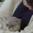 고양이민박 이미지