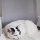 여름철 고양이를 위한 텔로스 고양이 여름담요 사용해 본 후기