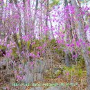 비슬산휴양림주차장 이미지