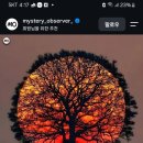 나무 머무 밝다 이미지