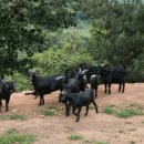 상아축산 이미지