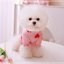 핑크애견 이미지