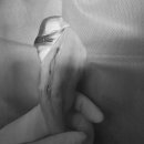 홈즈 동물병원 이미지