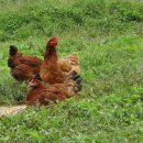 평창신씨네 자연방사 닭농장 이미지