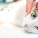 더원고양이동물병원 이미지