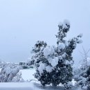 강릉에, 특히 우리동네에 눈이 아주 많이 왔어요. 눈 구경 오세요~ 이미지