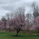 Blossom for you 이미지