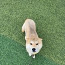 이평우 반려견 교육센터 이미지