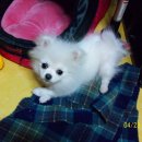 금호초교 이미지