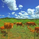 한우목장 이미지