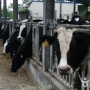 금강목장 이미지