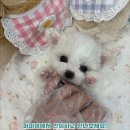 보성애견 | 보성애견분양 선택이 분명한 퍼피댕