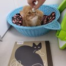 로피스 | 73ㅣ2023-34 아나 크리스티나 에레로스, 비올레타 로피스, 고양이와 결혼한 쥐에게 일어난 일