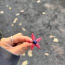 헬리녹스남산