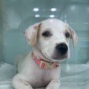 바른동물병원 이미지