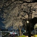 장안벚꽃길 | 서울벚꽃명소 리스트 공유, 중랑천벚꽃길 장안벚꽃길(겸재교~군자교) 실시간 개화상황(24.04.02)