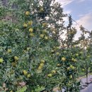 가나안농원 이미지