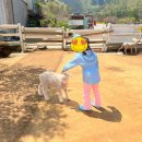 공룡목장 이미지