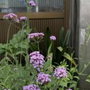 그집떡볶이 이미지