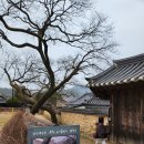 경남 산청 가볼만한곳 남사예담촌 부부회화나무 이사재