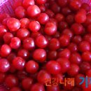 앵두청과
