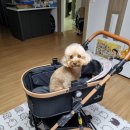 그날, 간식 | 반려견 간식 추천! 탐사 오리가슴살 고구마 말이 1kg 솔직 후기 [광고]