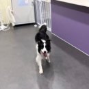 휘게 펫케어 이미지