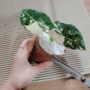 무늬마켓 이미지