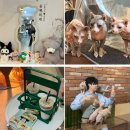 천안고양이카페 순복이네 , 이색데이트 추천