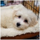 버디독 고양이분양 강아지분양 안심분양센터 인천점 이미지