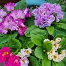 사하구 치매안심센터(분소) 이미지