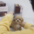 미스터브리더 이미지