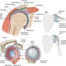 Re: 극상근 건병증 pathomechanism, 최신지견 2018년!! 이미지