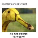 향천 | 아산 오리주물럭 은행나무길 맛집 정갈하고 친절한 향천골오리
