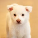 마산애견 이미지