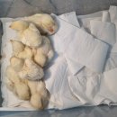 정읍부화장 이미지