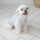 조선생 펫살롱 이미지