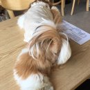 퍼피해븐 이미지