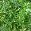 지동농장 이미지