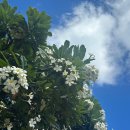 Y&J HOUSE | 2510 하와이 여행 #2. 할레아칼라에서 일몰 보기