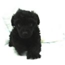 말티네 집 이미지