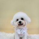 멍냥멍냥 미용실 이미지