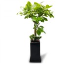 식물로부터 이미지