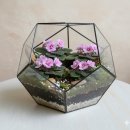 도도버드 이미지