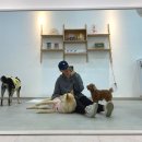 댕스낵 네이버블로그